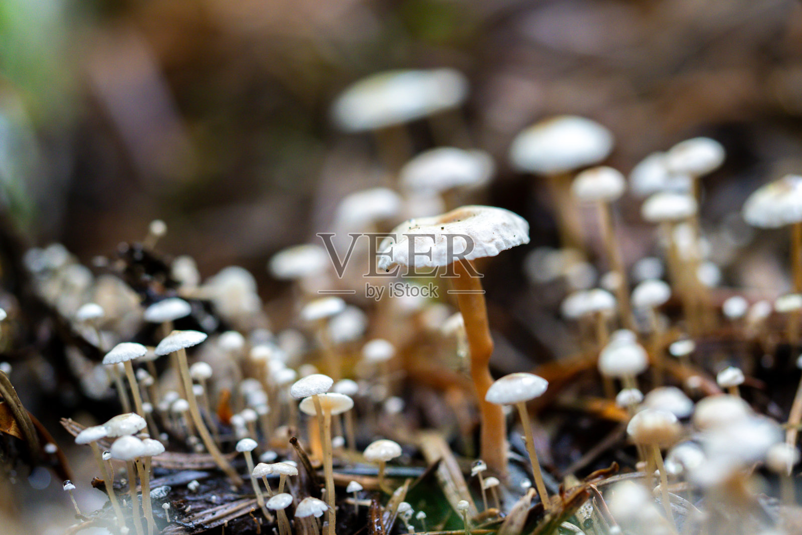 白色银河童话蘑菇照片摄影图片