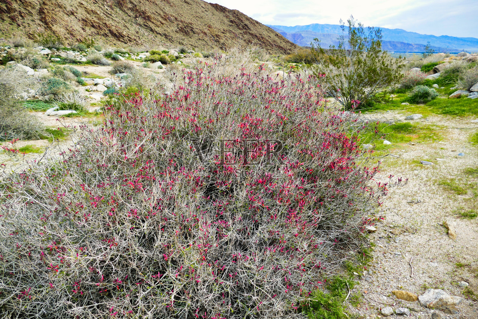 加利福尼亚州索诺兰沙漠中盛开的chuparosa (Justicia californica)照片摄影图片