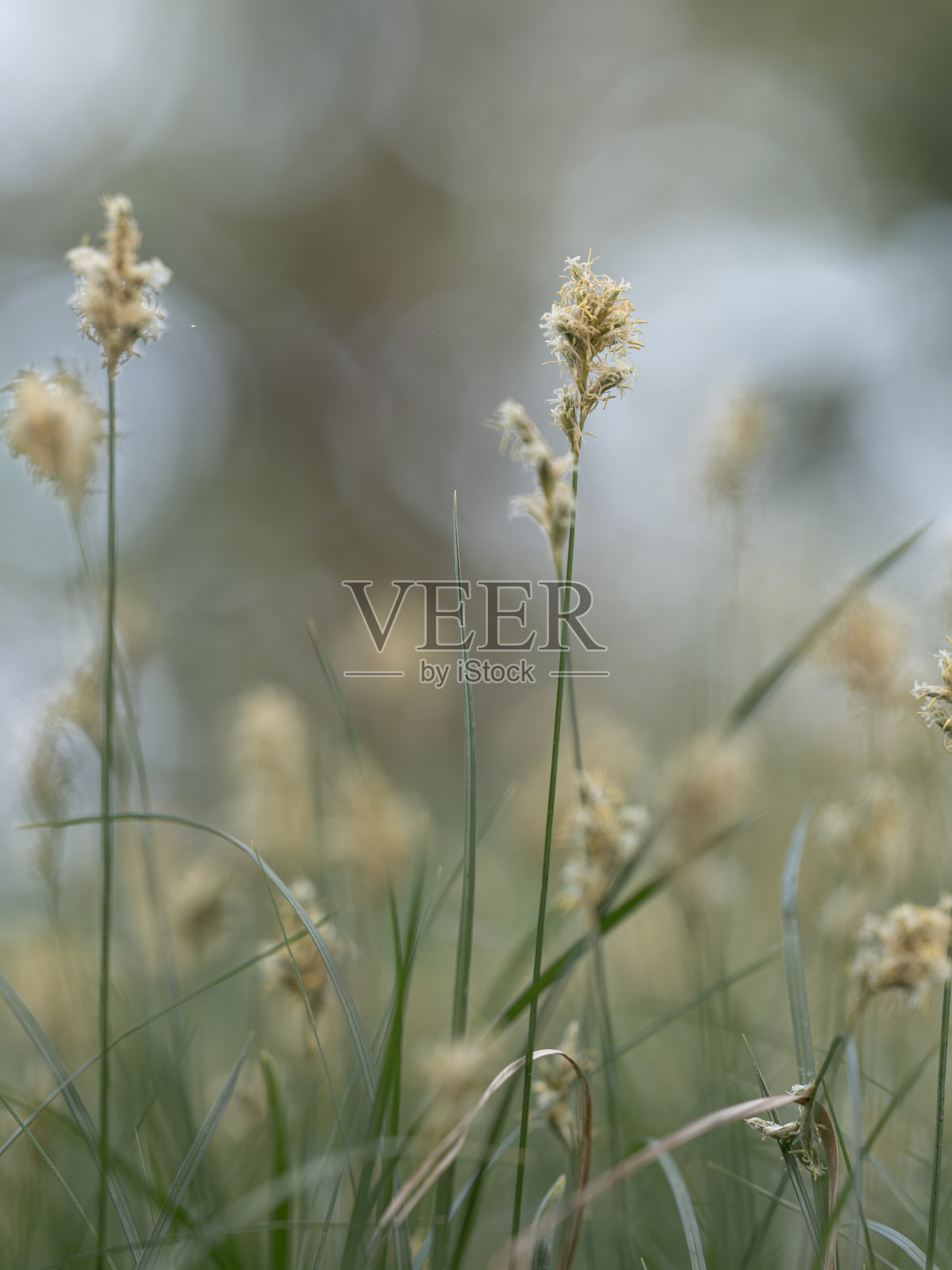 草地上颤抖的草的开花植物。照片摄影图片