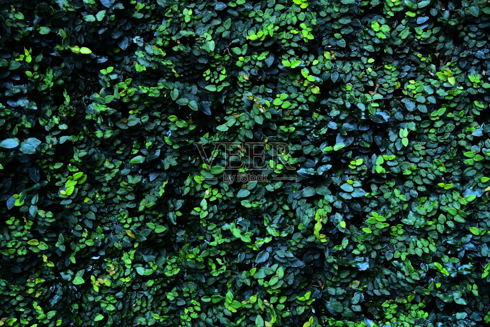 公园背景绿树成荫，室外枝繁叶茂。照片摄影图片