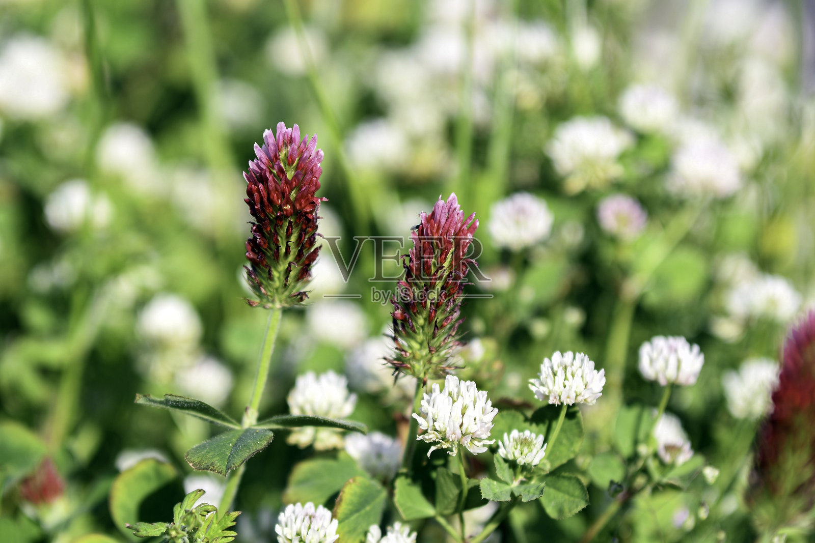 深红色和白色的三叶草背景照片摄影图片