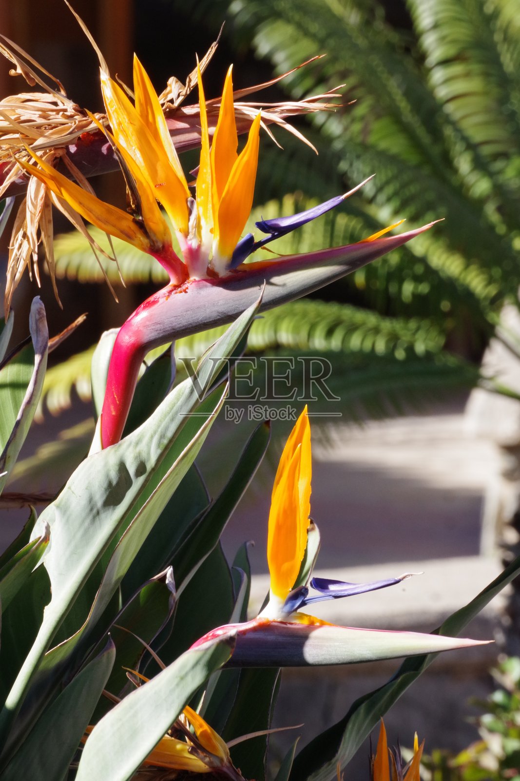 天堂鸟照片摄影图片