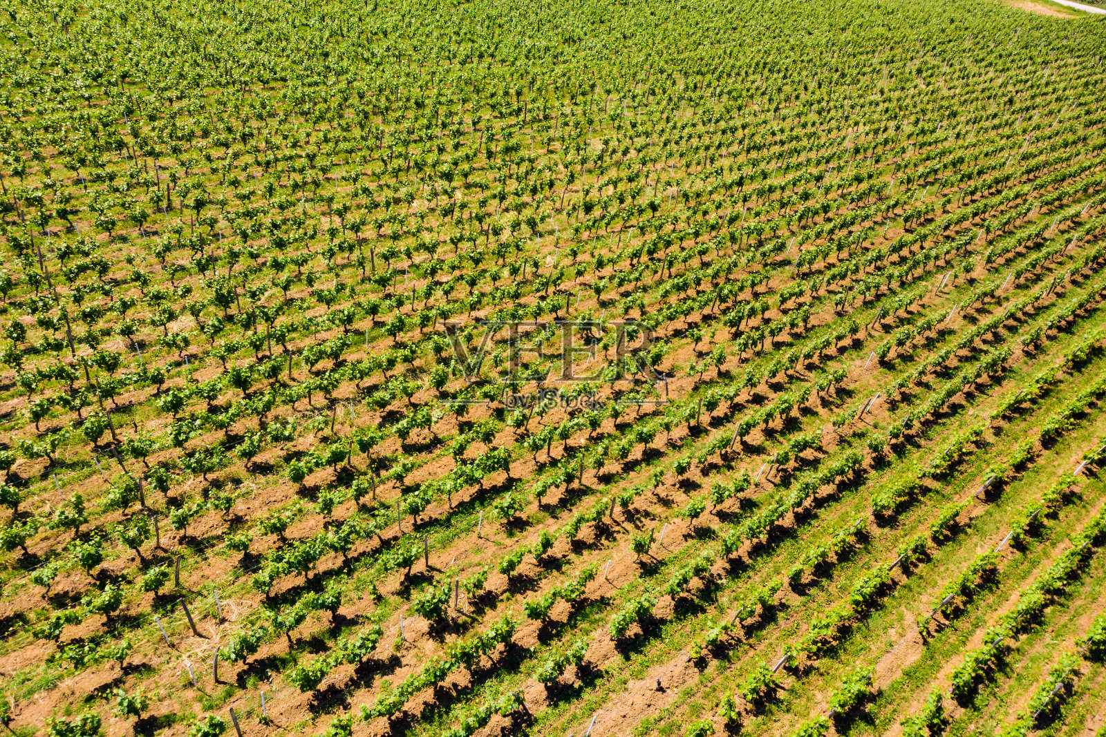 鸟瞰图。法国的绿色葡萄园照片摄影图片