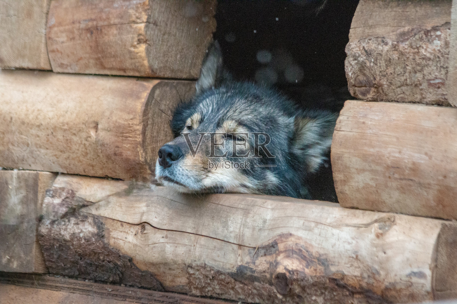 爱迪塔罗德雪橇狗照片摄影图片
