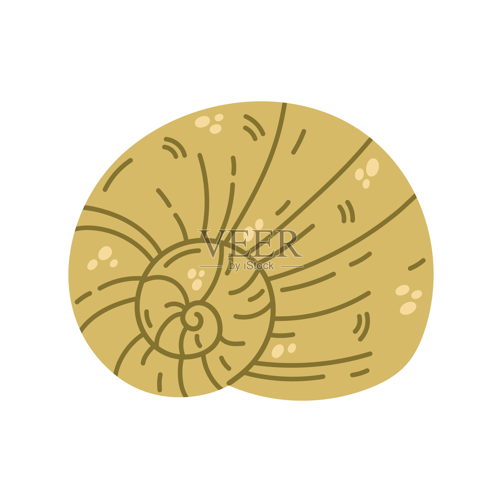 鹦鹉螺壳矢量插图。有斑点，条纹的水生螺旋贝壳。水下海洋软体动物，海底生物。手绘海洋涂鸦，海洋剪贴画。彩色卡通水族动物插画图片素材