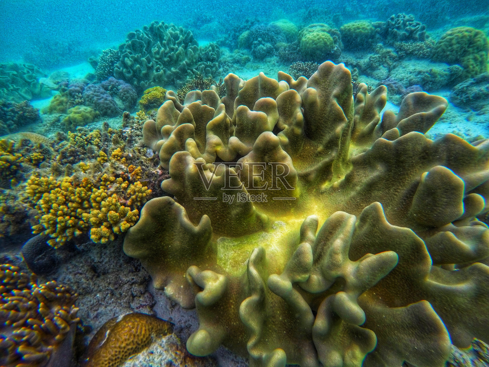 五彩缤纷的海底世界照片摄影图片