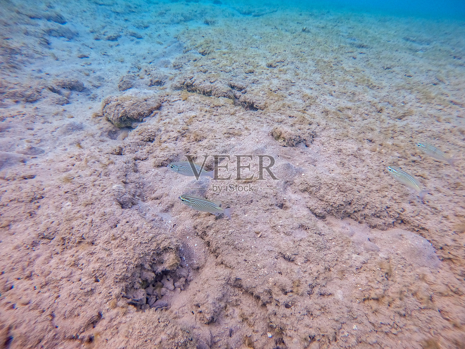 在珊瑚礁处的阿拉伯棘棘(Scolopsis Ghanam)。照片摄影图片