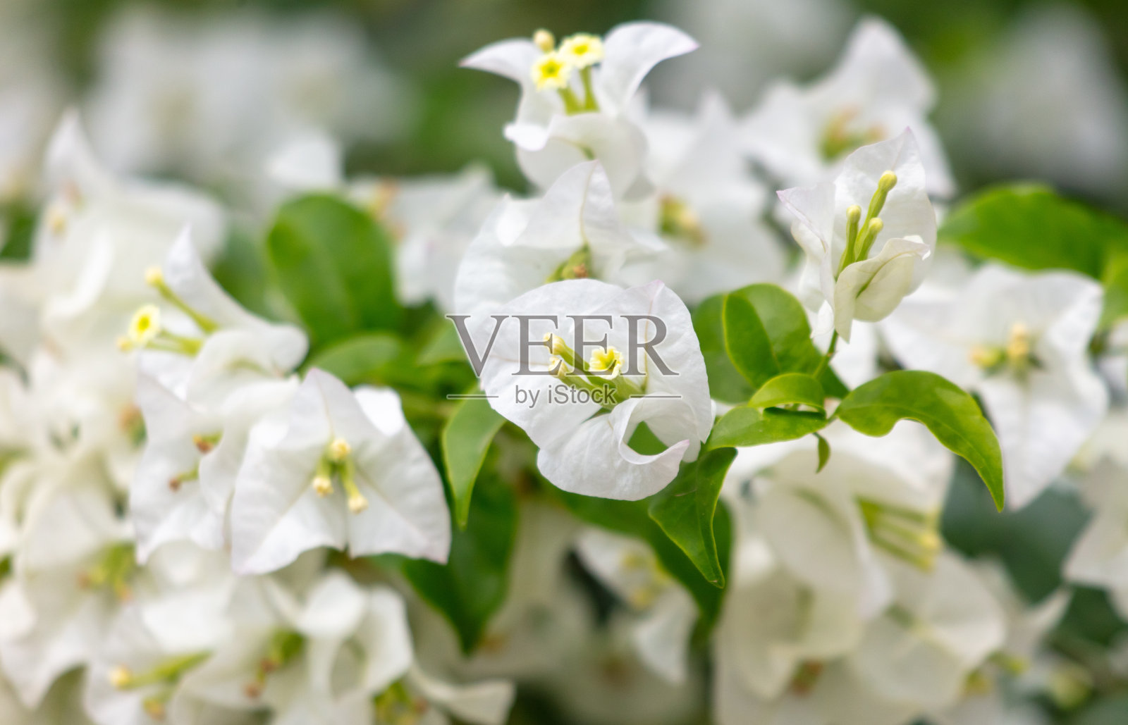 树上有白色的花。热带地区的自然照片摄影图片