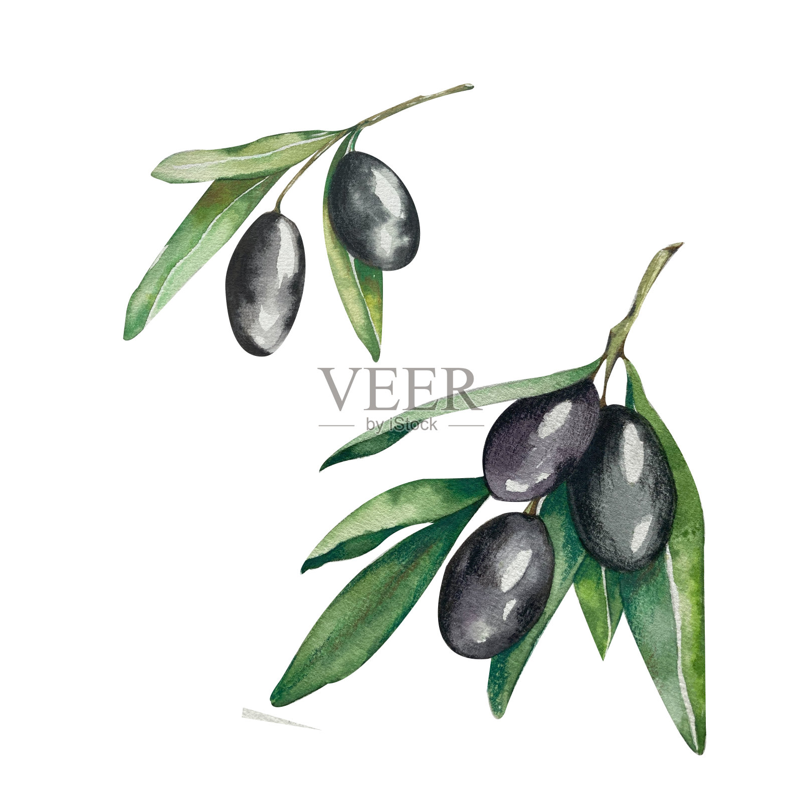 水彩细枝黑橄榄树与水果，叶子。白色背景。化妆品、家纺、请柬、咖啡厅菜单、餐具、文具、名片、传单的包装设计插画图片素材