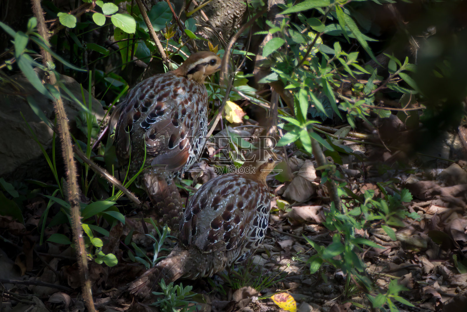 在印度那加兰邦的Khonoma，山竹鹧鸪或Bambusicola fytchii照片摄影图片