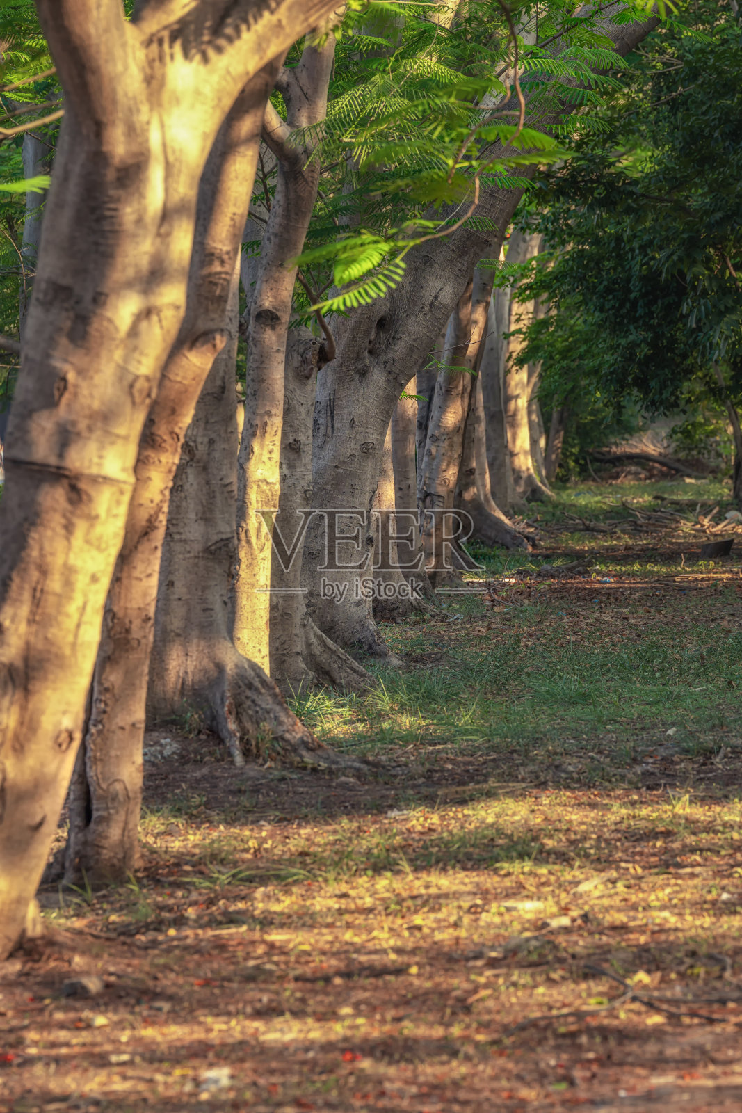 美丽的自然树木在森林与自然光从太阳照射通过背景。热爱自然、可持续发展的绿色理念。照片摄影图片