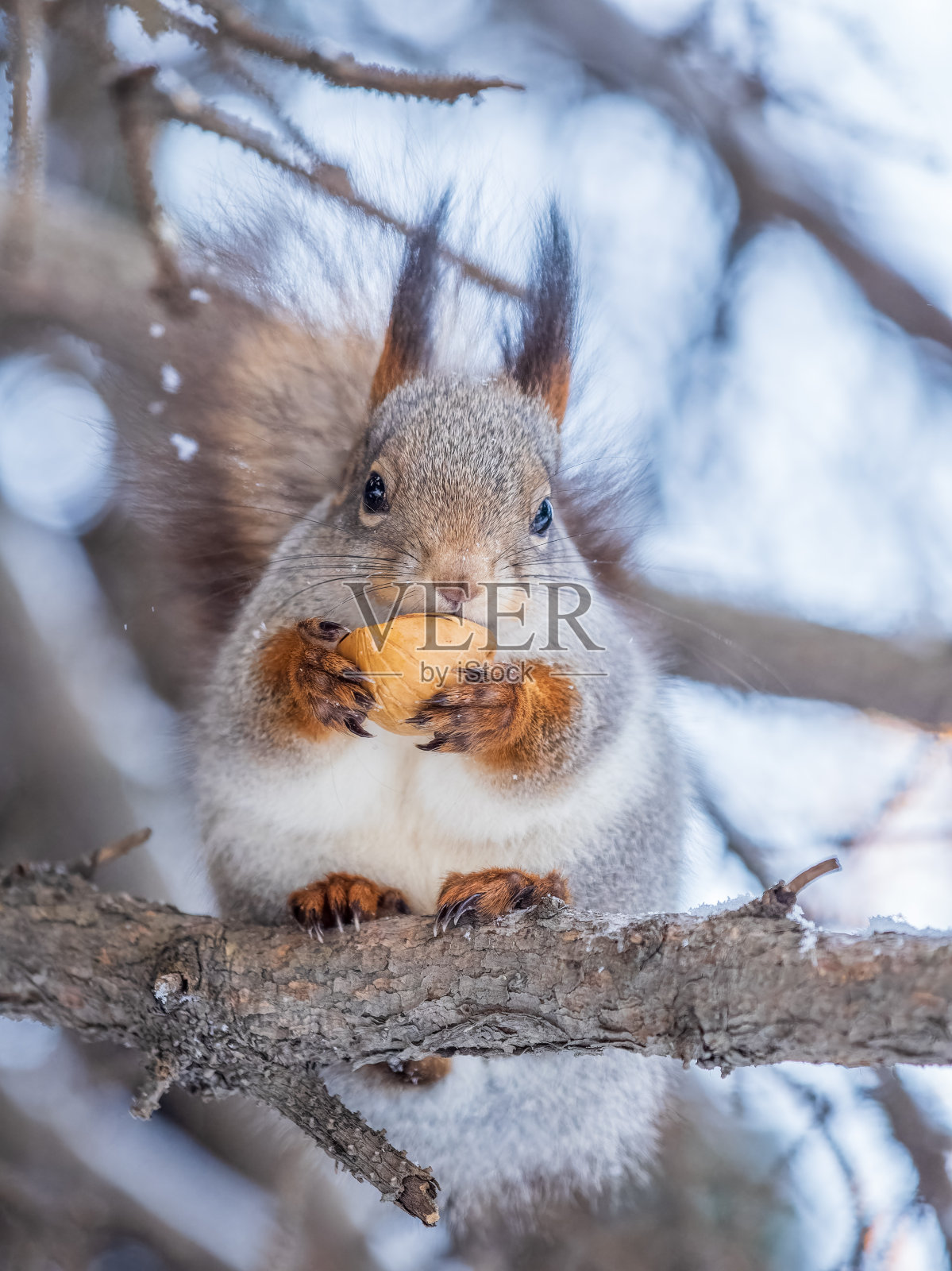 在冬天或深秋，带着坚果的松鼠栖息在树上。照片摄影图片