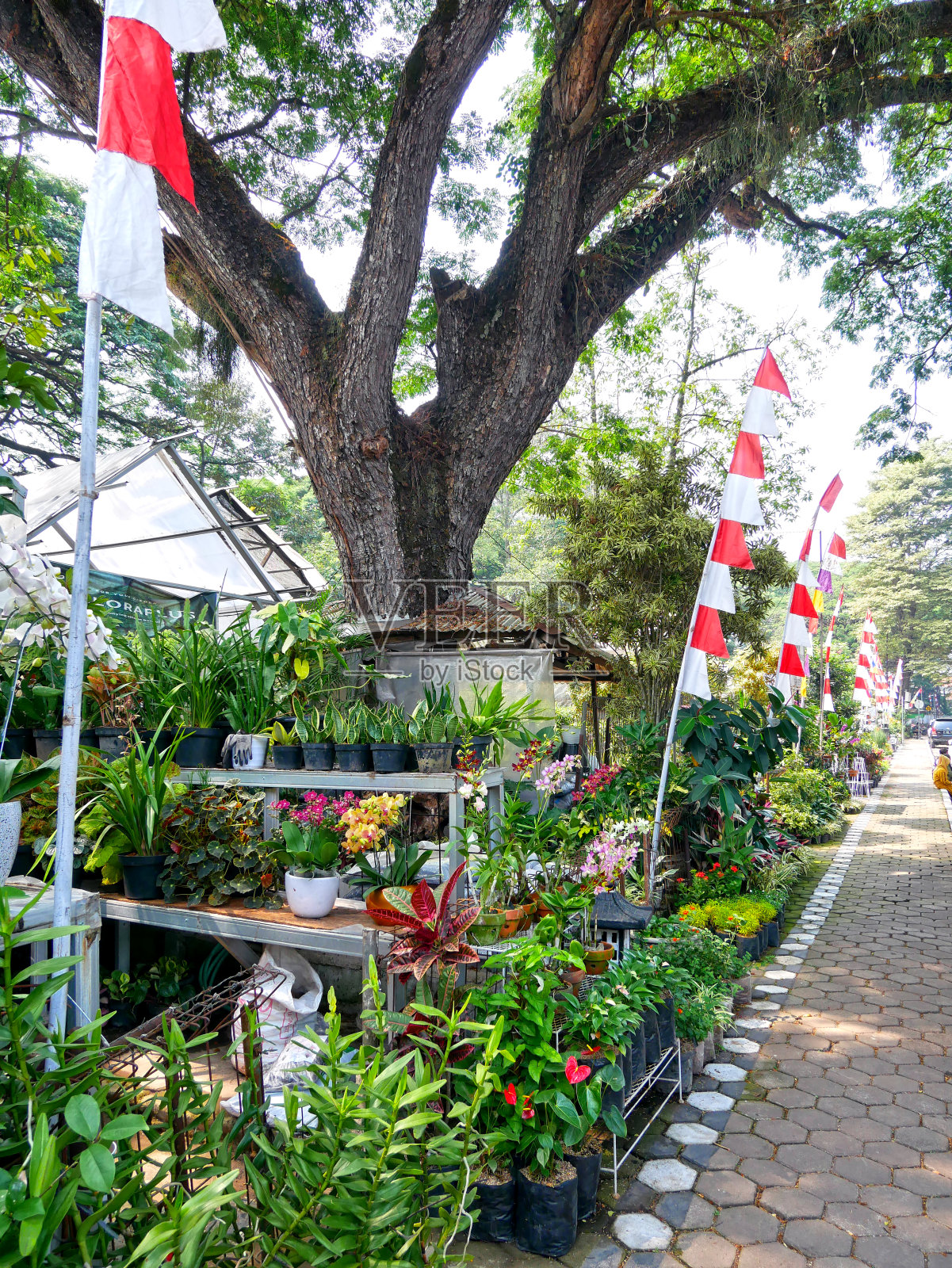 印度尼西亚万隆市Cibeunying Selatan街的花卉市场照片摄影图片