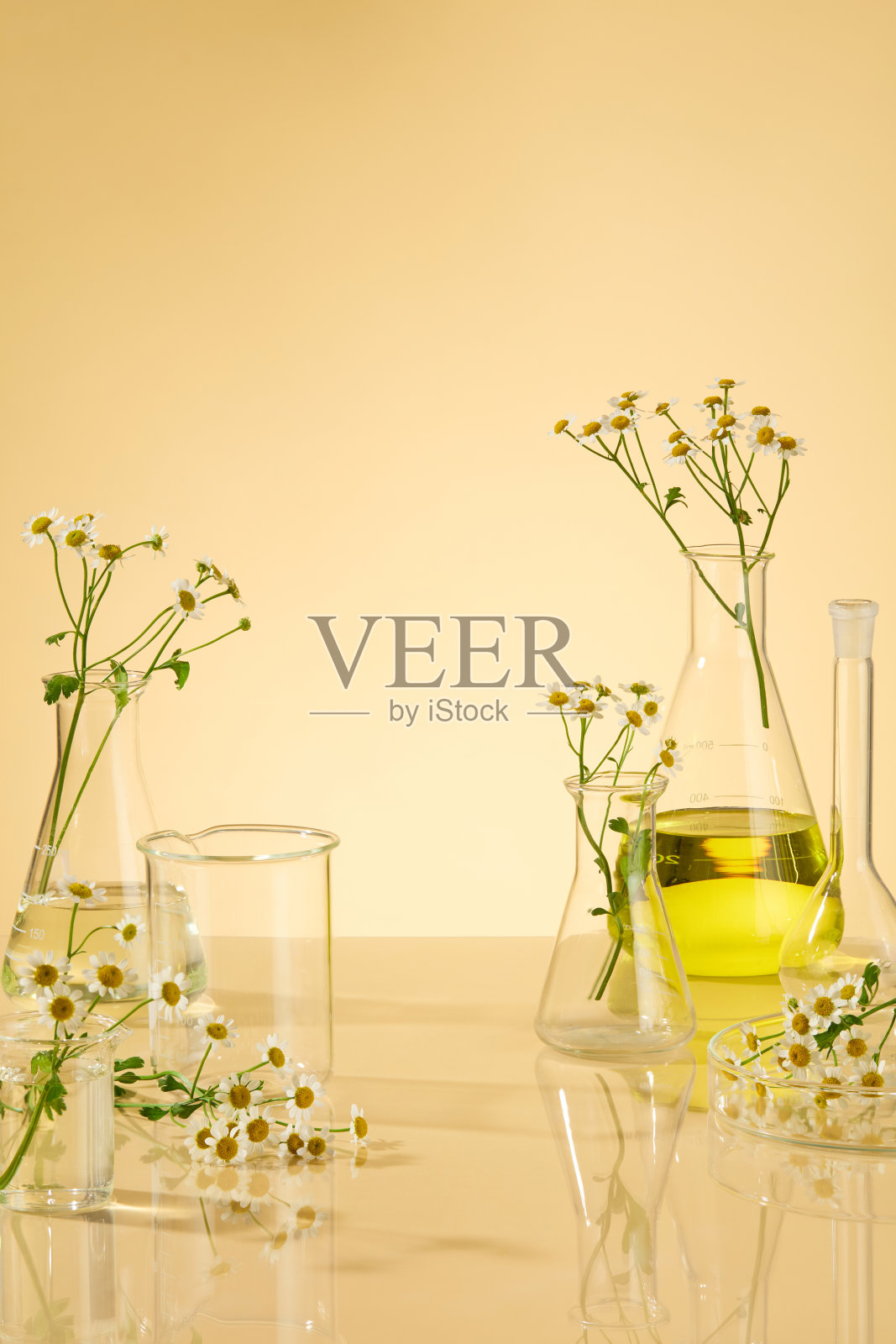 CHAMOMILLA提取照片摄影图片