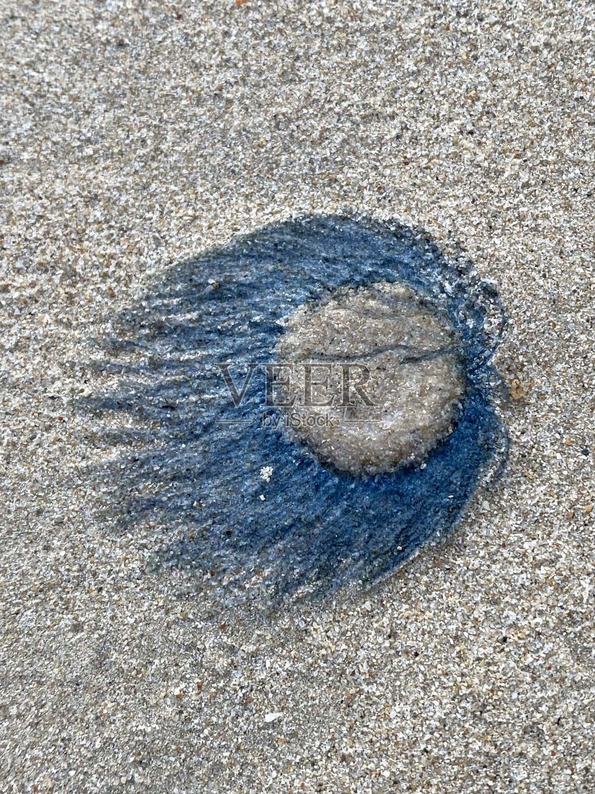 海滩上的蓝纽扣水母(porpita porpita)照片摄影图片