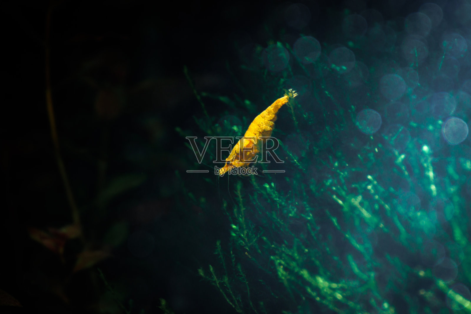 水族馆虾照片摄影图片