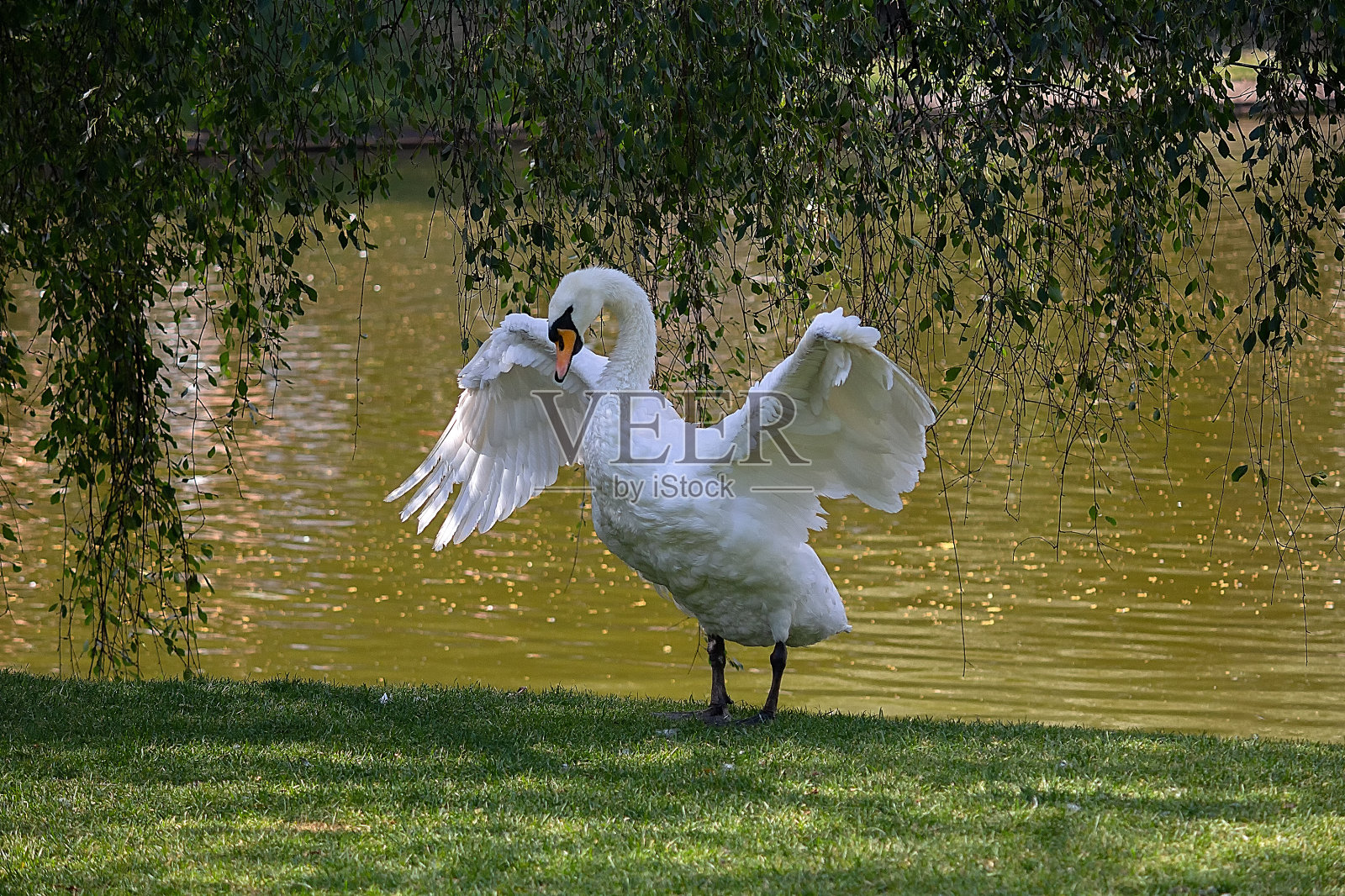 美丽的白天鹅在平静的水面上拍打着它优雅的大翅膀。照片摄影图片