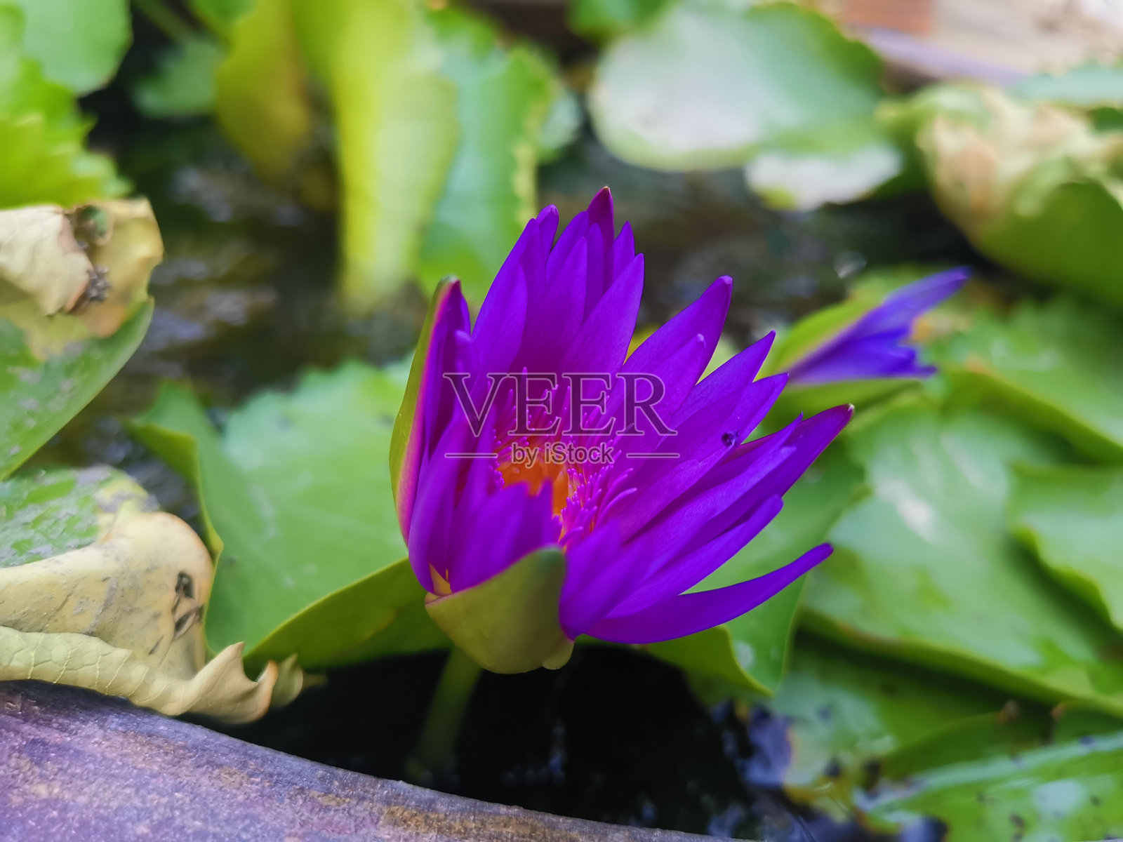 美丽的紫色荷花，热带的绿叶照片摄影图片