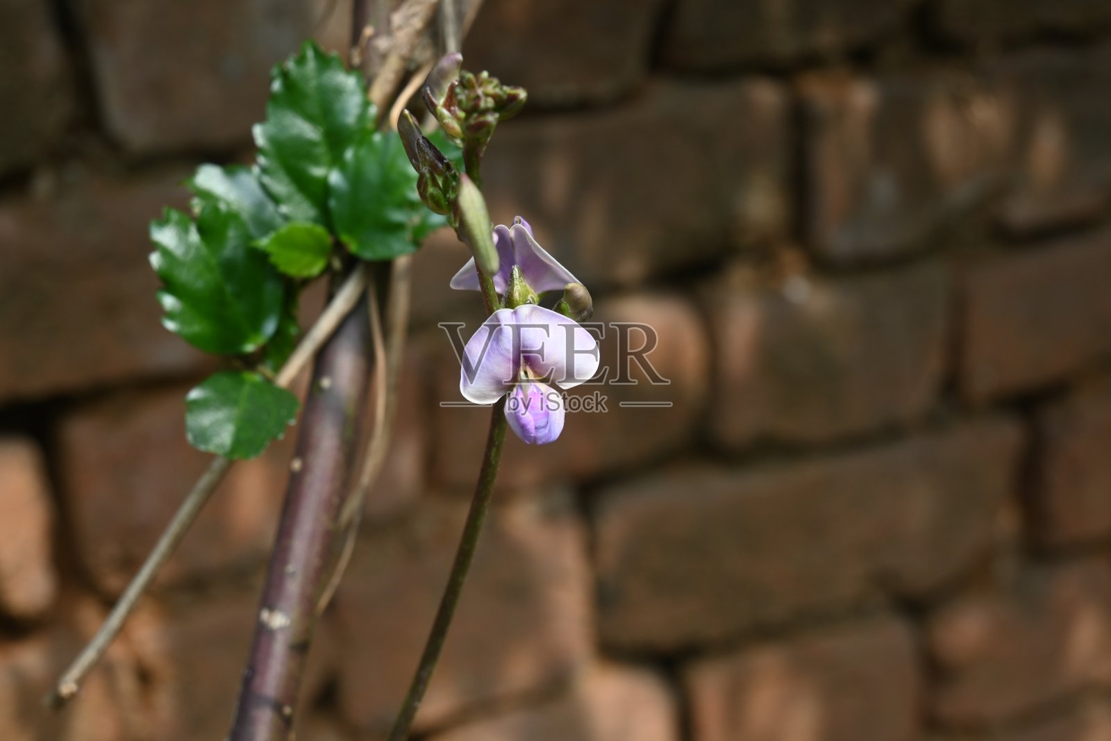 紫红色的花。照片摄影图片