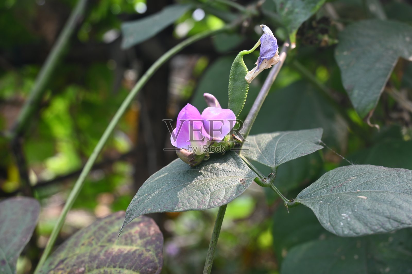 紫红色的花。照片摄影图片