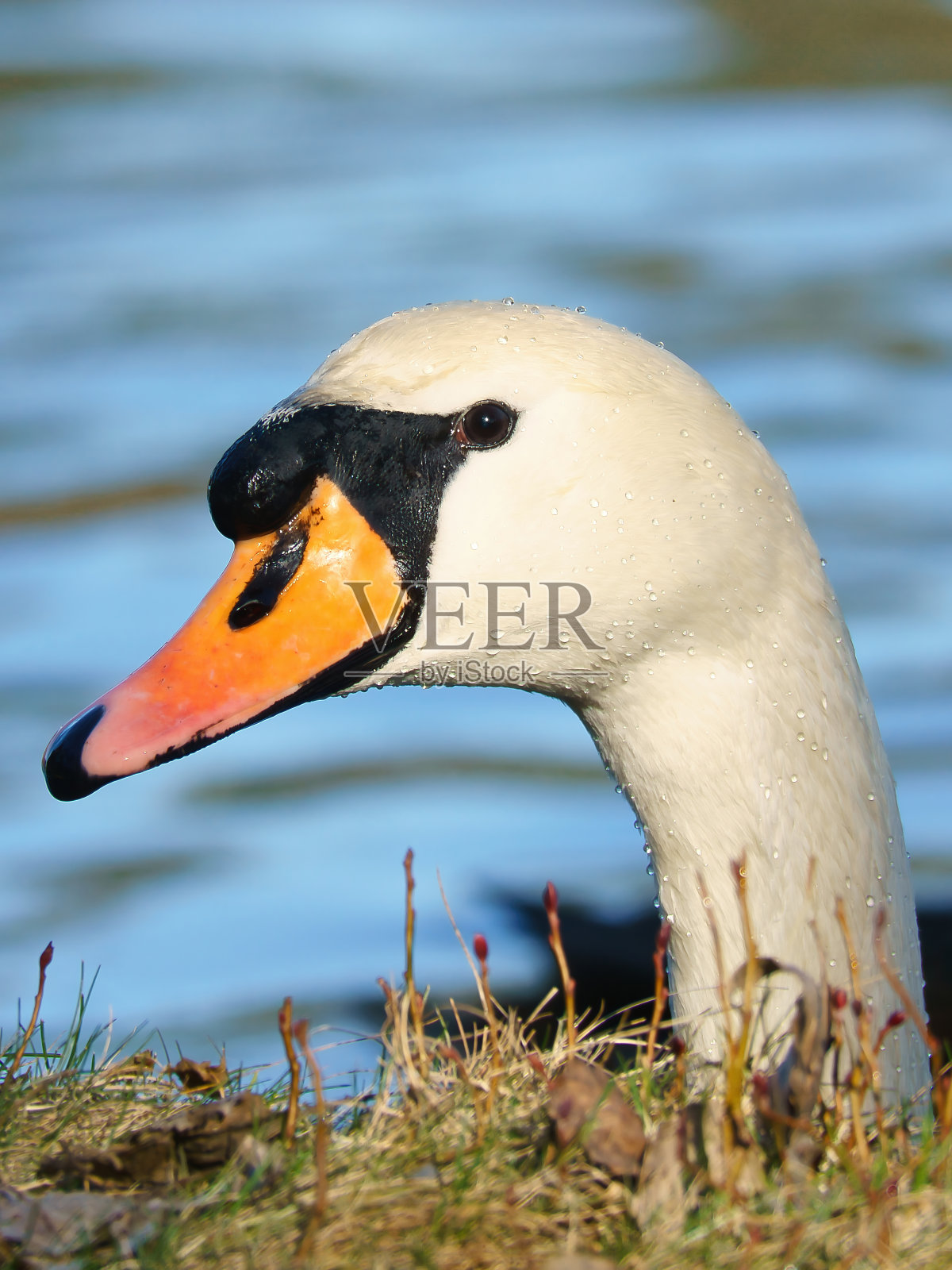 沉默的天鹅头突出在银行稳定。羽毛上的水滴。照片摄影图片