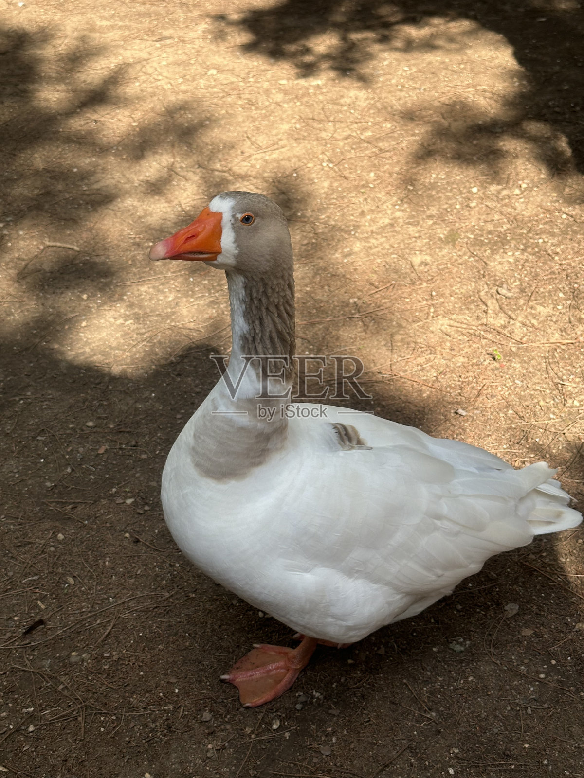 动物园里的一只鹅照片摄影图片
