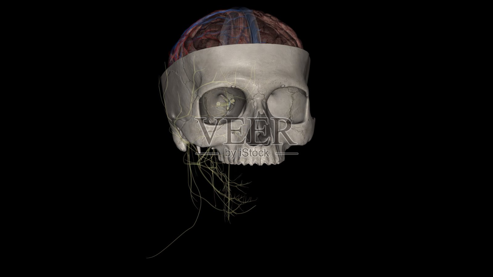 脑及颅骨切片照片摄影图片
