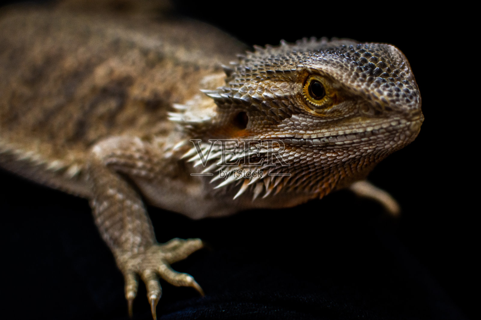 大胡子蜥蜴宠物照片摄影图片