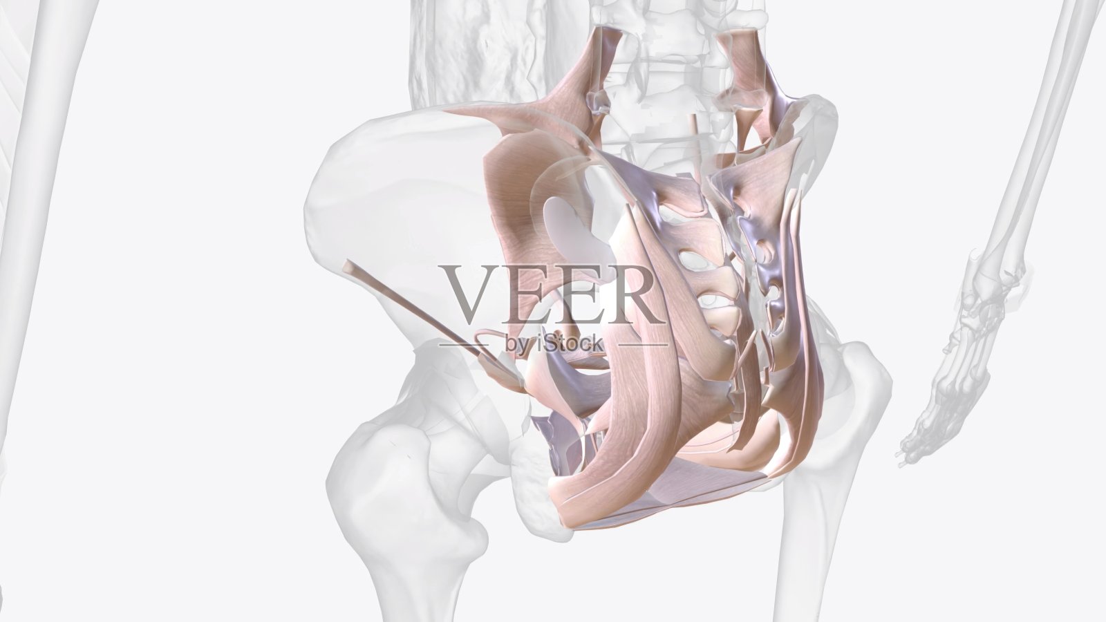 骨盆结缔组织照片摄影图片