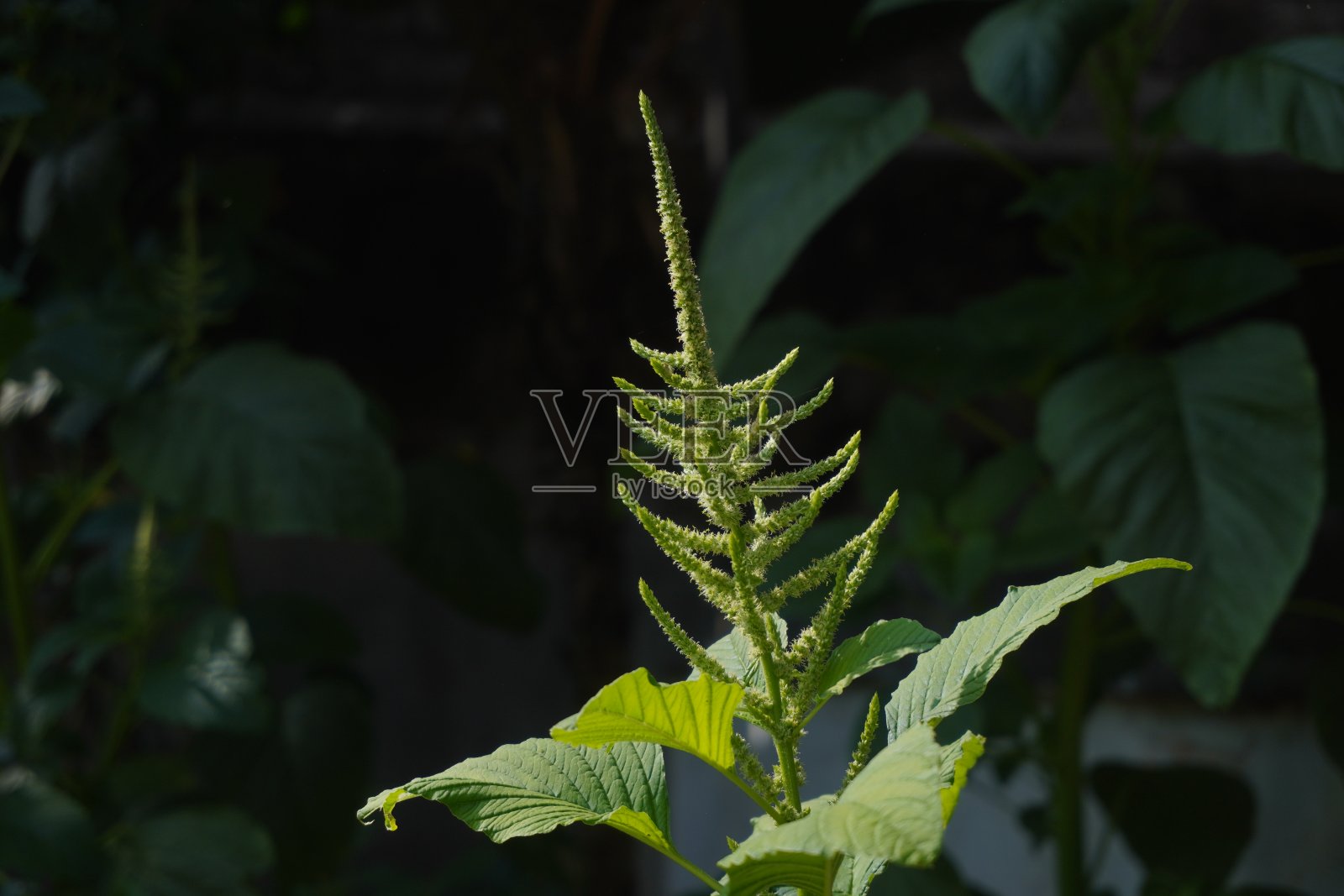 叶照片摄影图片