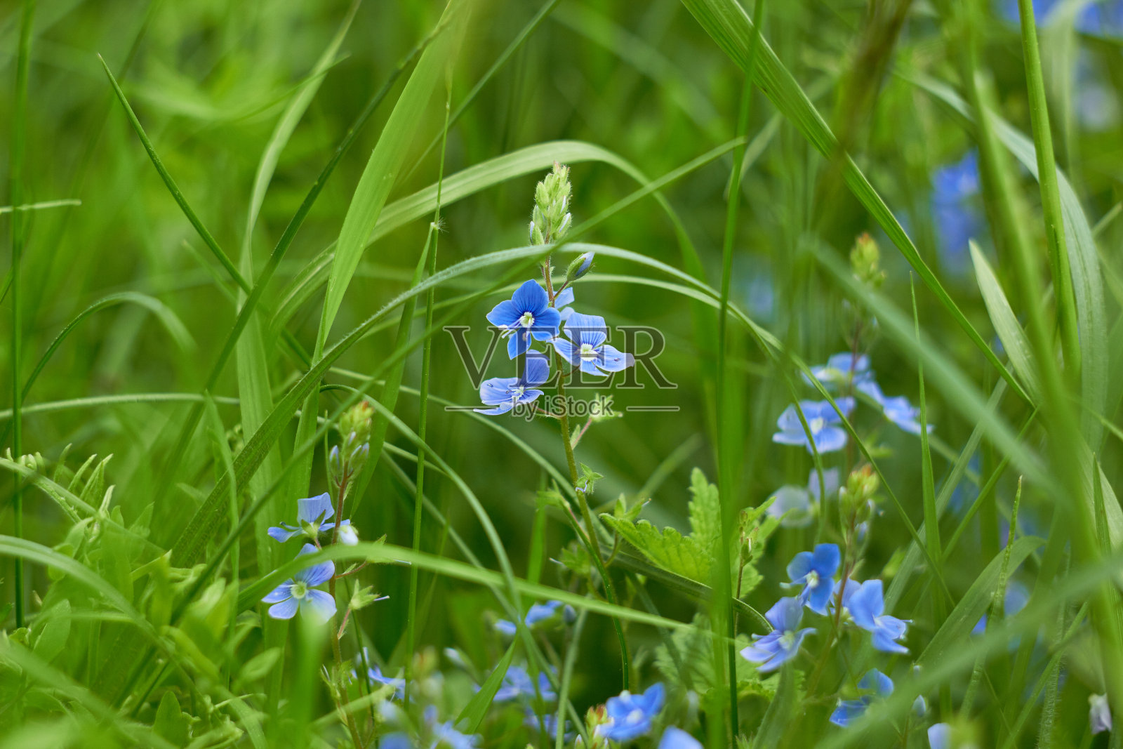 草地上美丽的蓝色小红花。Veronica Chamadris。照片摄影图片