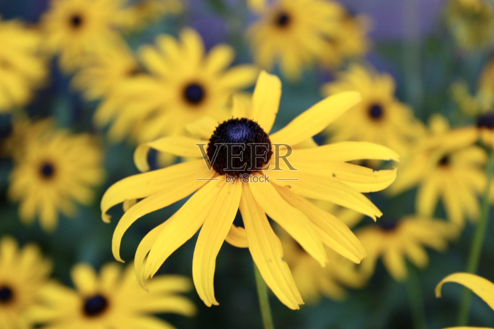 Yellowdaisy照片摄影图片