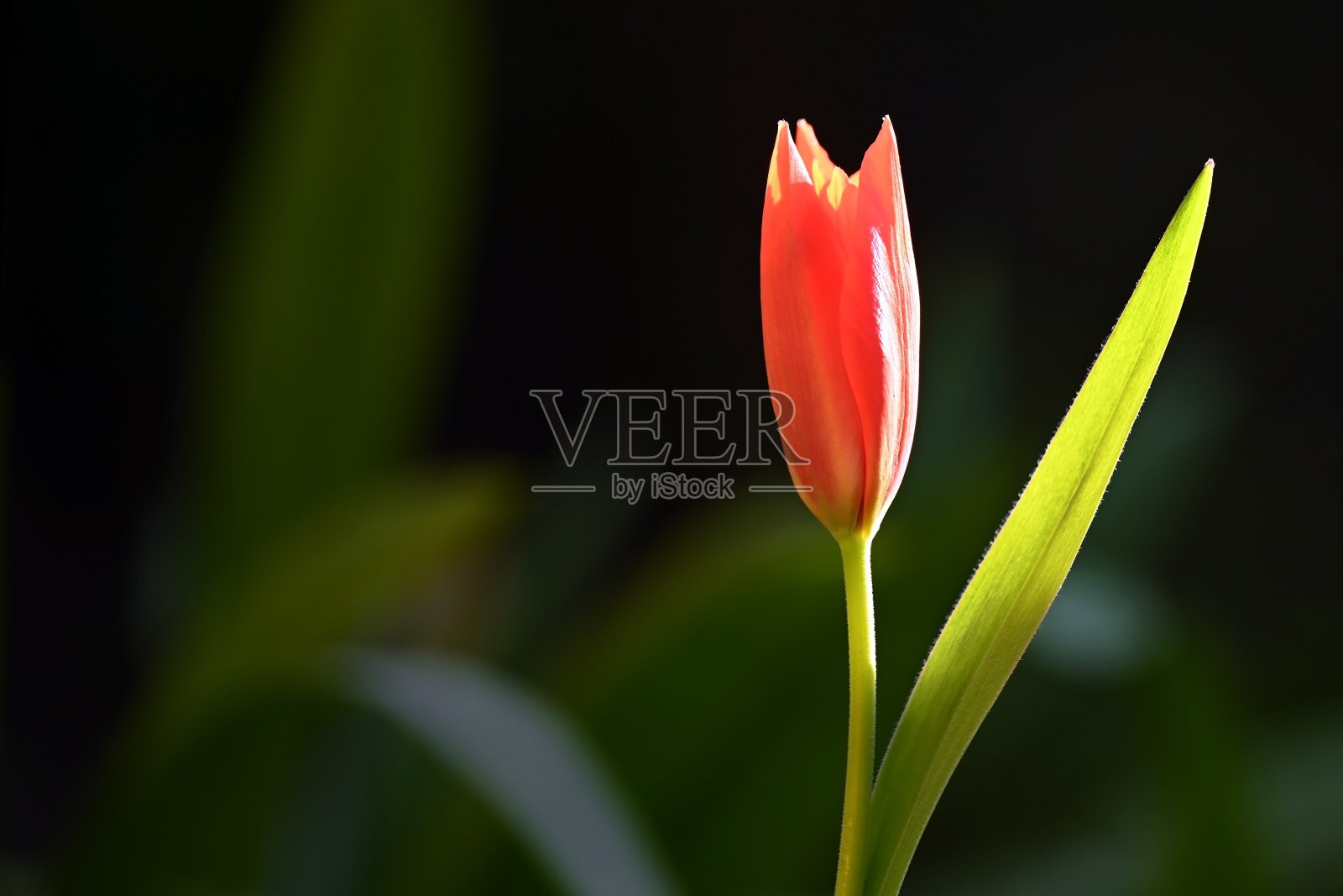 红色的小郁金香，绿色的叶子照片摄影图片