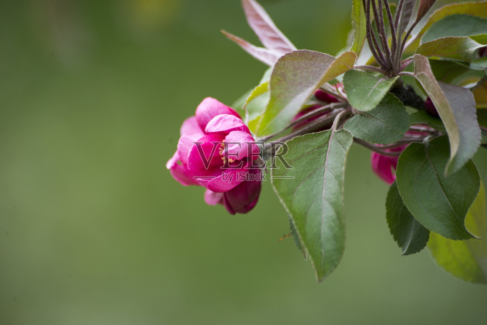 一朵花照片摄影图片