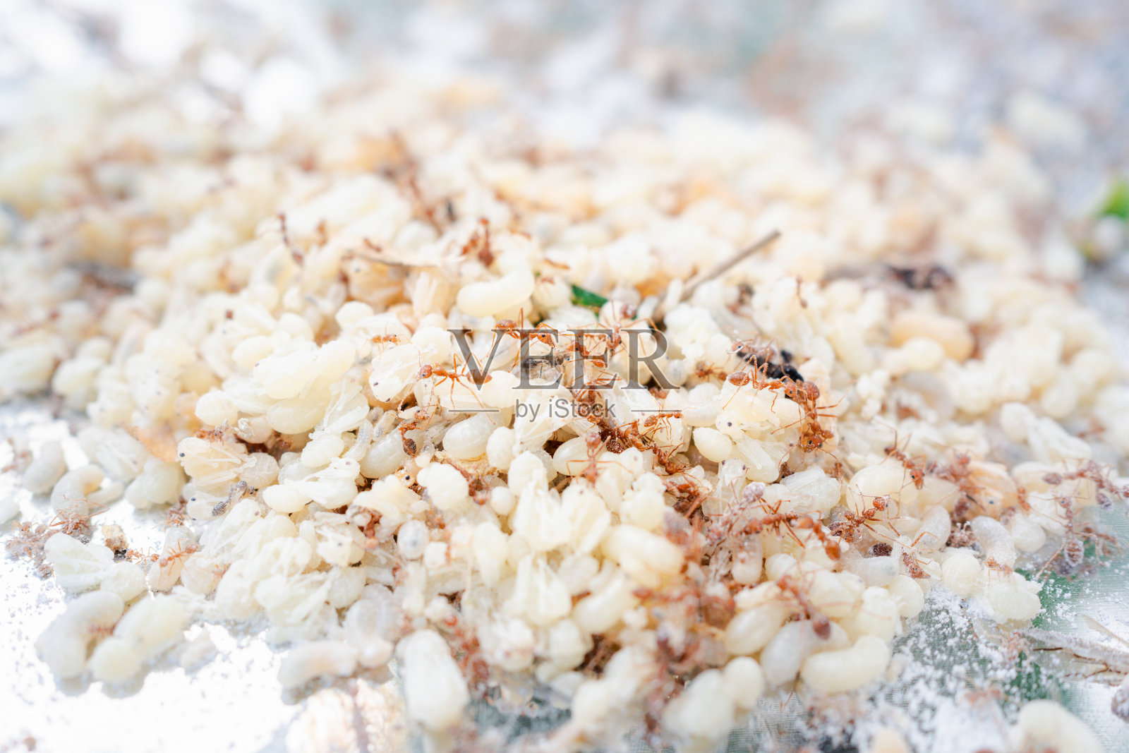 探索红蚂蚁卵的细节：来自泰国东北部的亚洲美食照片摄影图片