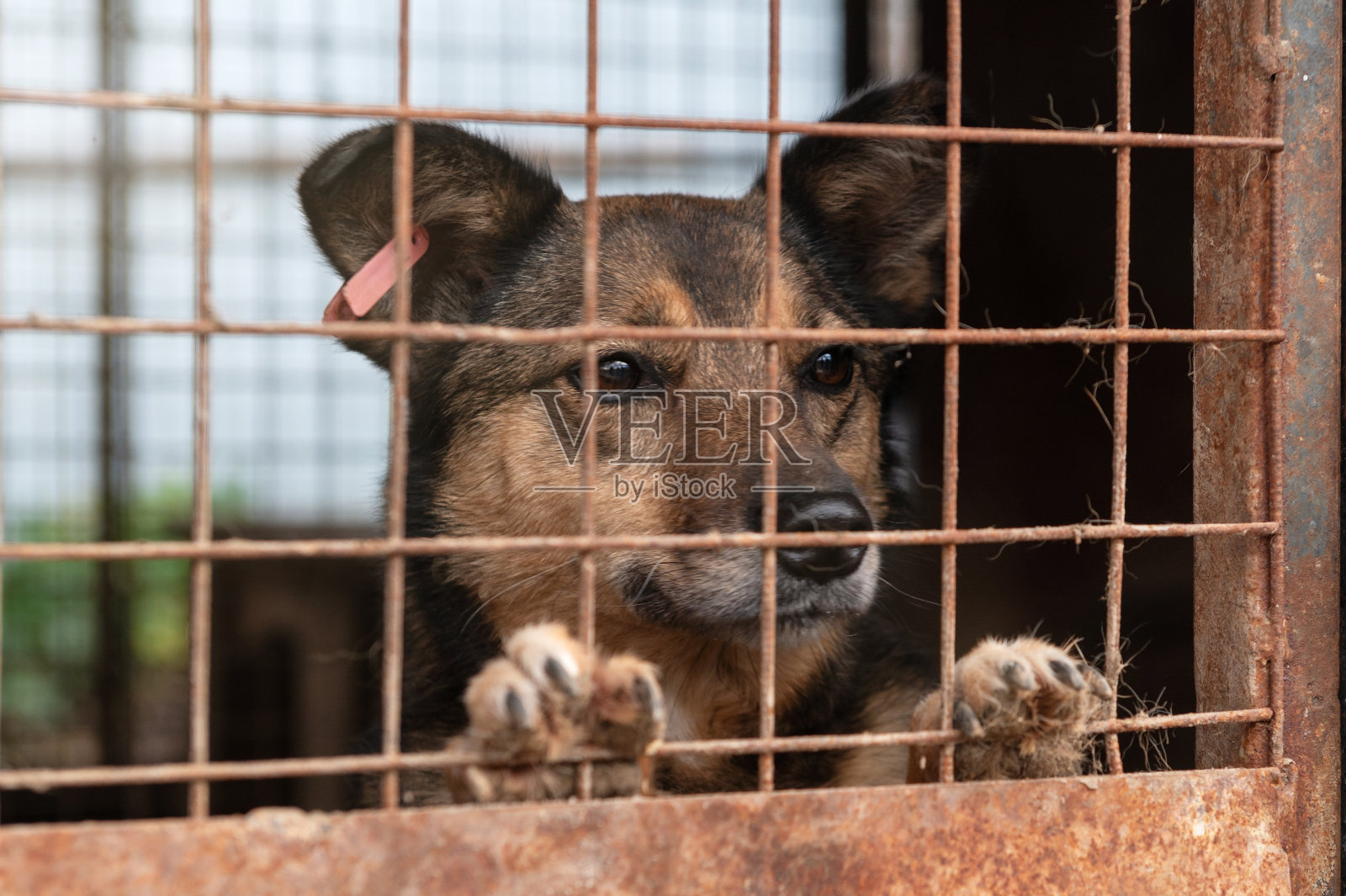 流浪狗在动物收容所等待领养：收容所笼中无家可归的狗照片摄影图片