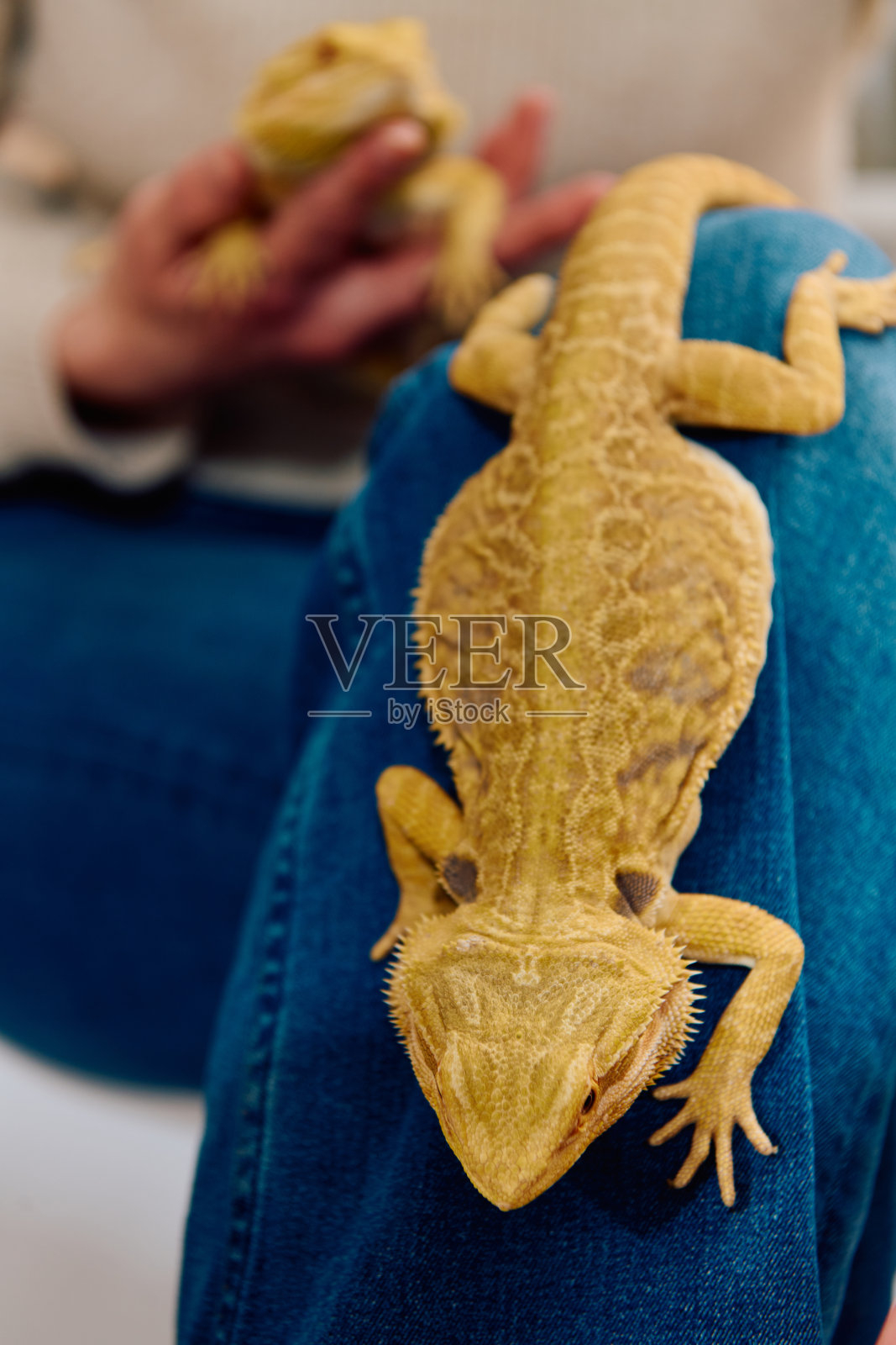 大胡子龙:近距离观察这种神奇的蜥蜴照片摄影图片