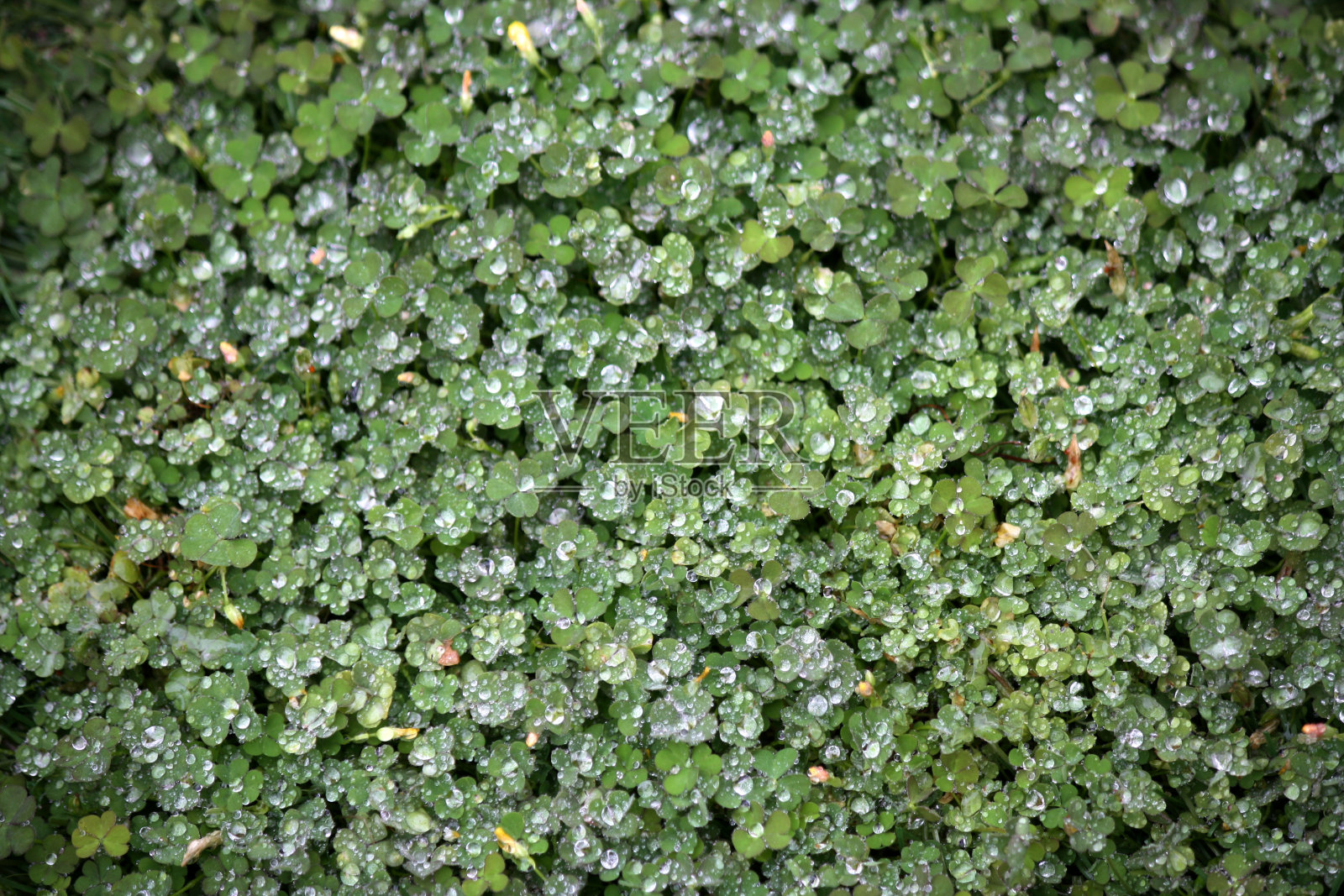 白斑草(Oxalis albicans)的叶子和雨滴:(图片来源:Sanjiv Shukla)照片摄影图片