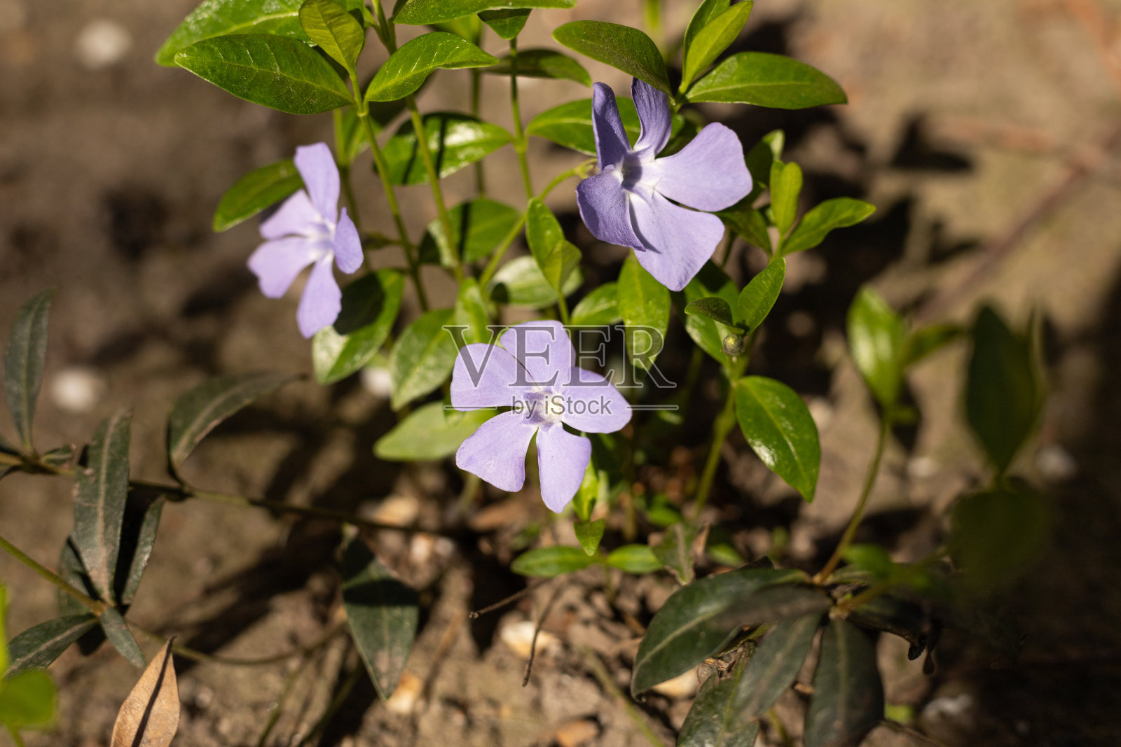 三朵紫色的花，花坛上的特写，户外照片摄影图片