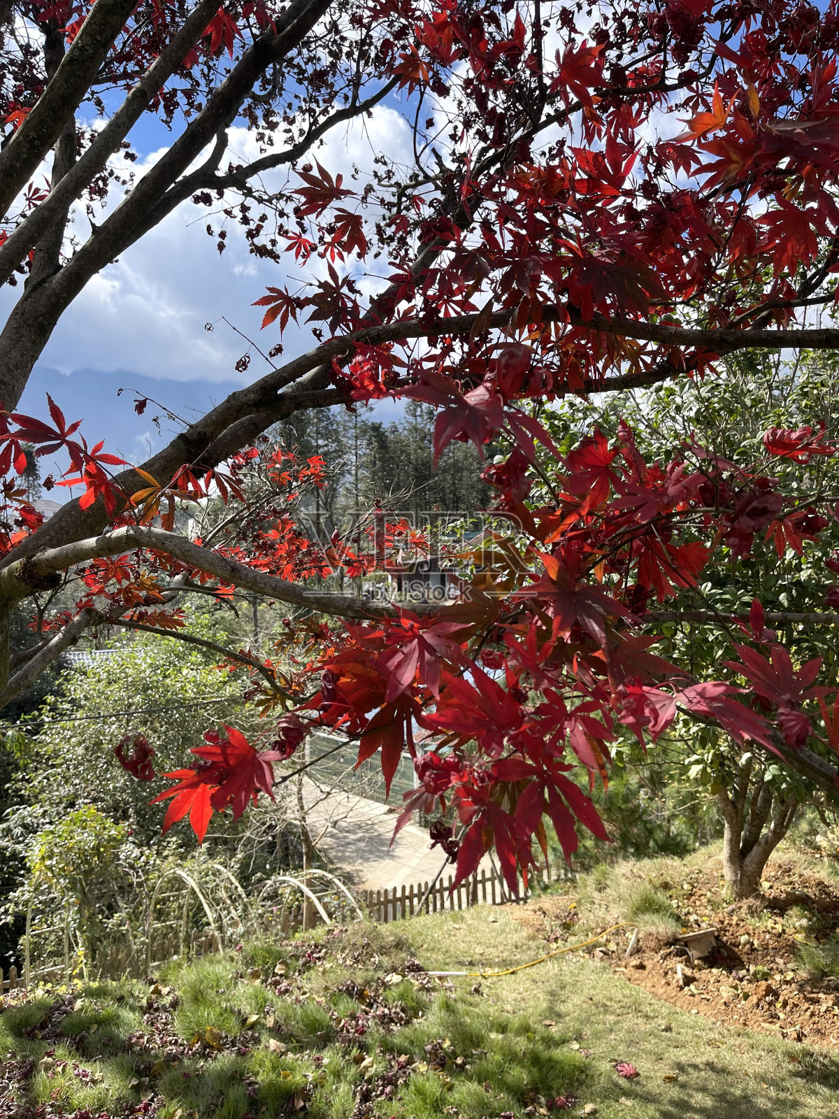 秋叶上色，红叶为背景照片摄影图片