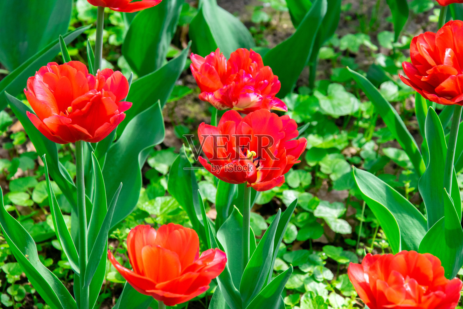 阳光下草地上的红色郁金香。公园里初春盛开的郁金香照片摄影图片