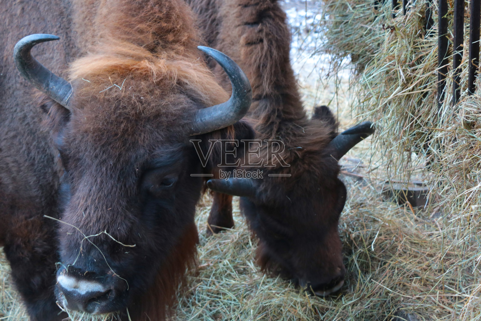 一只成年野牛在公园里吃干草的特写。照片摄影图片