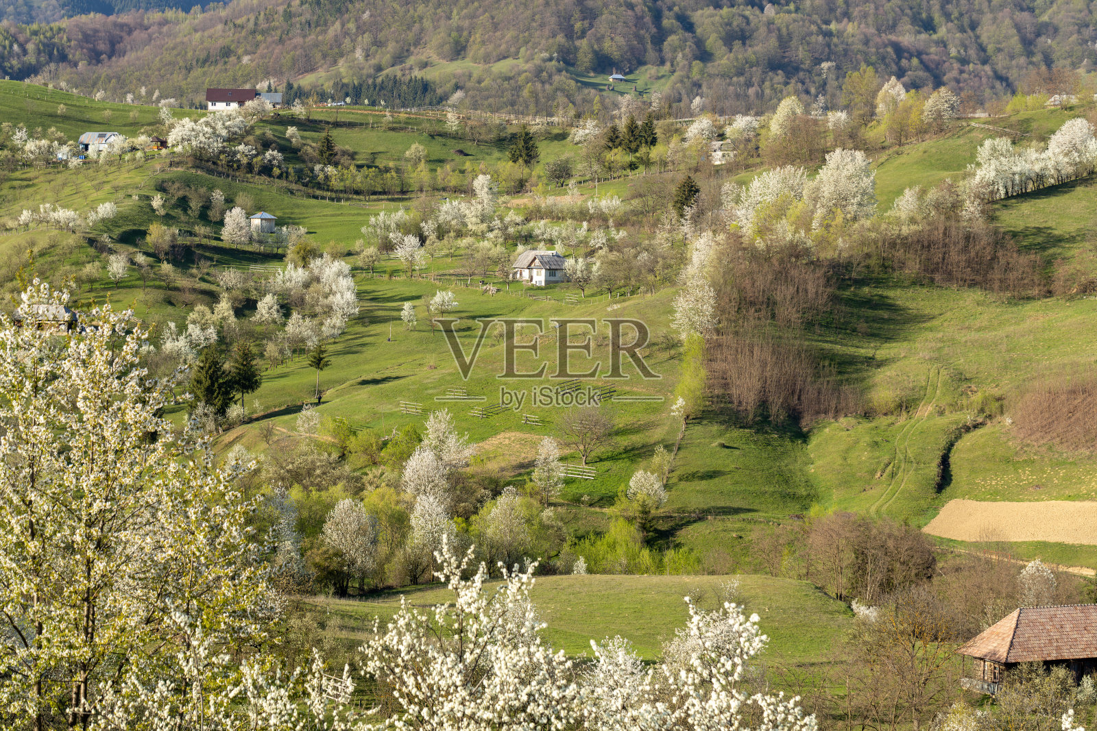 盛开的树木照片摄影图片