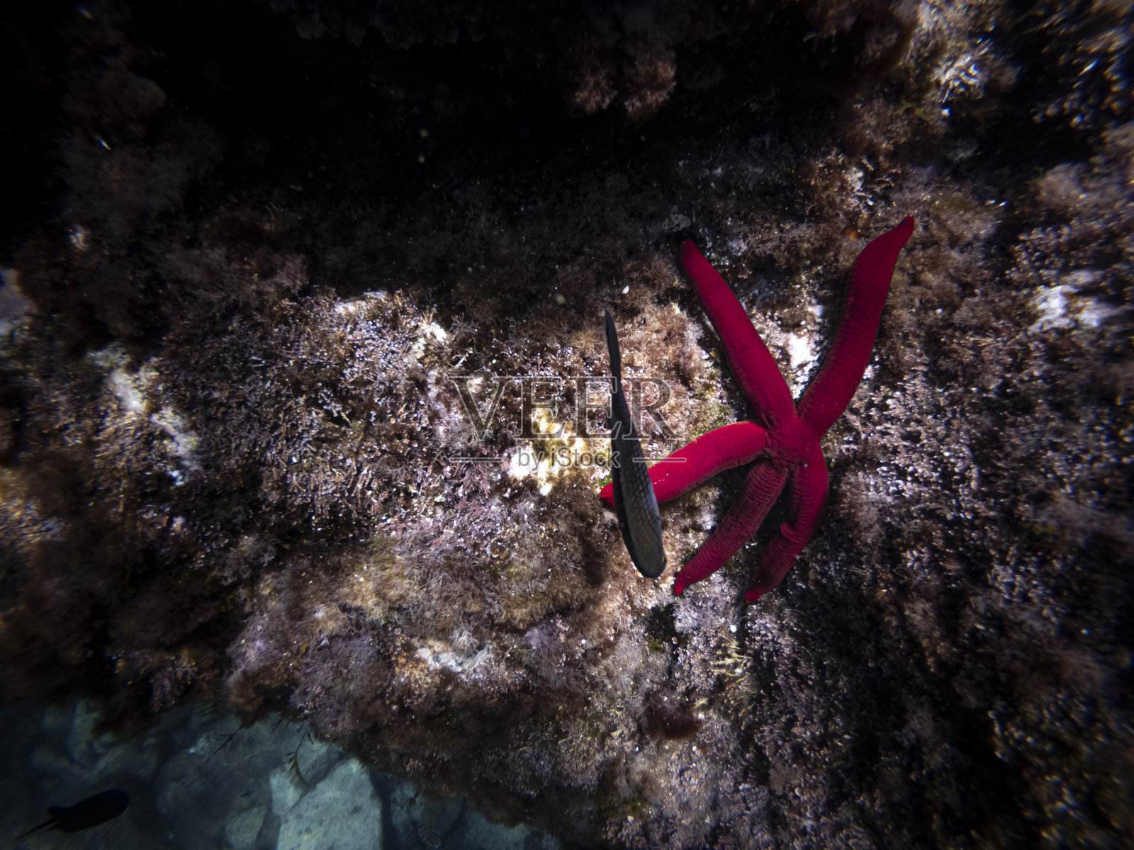 海星躺在岩石上照片摄影图片