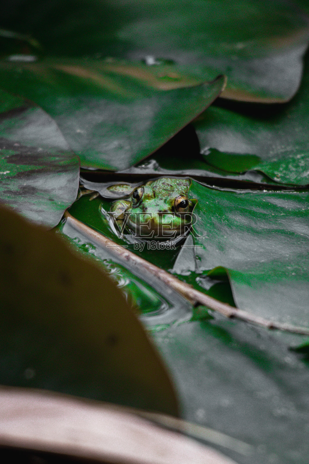 摩洛哥，马若雷勒花园照片摄影图片