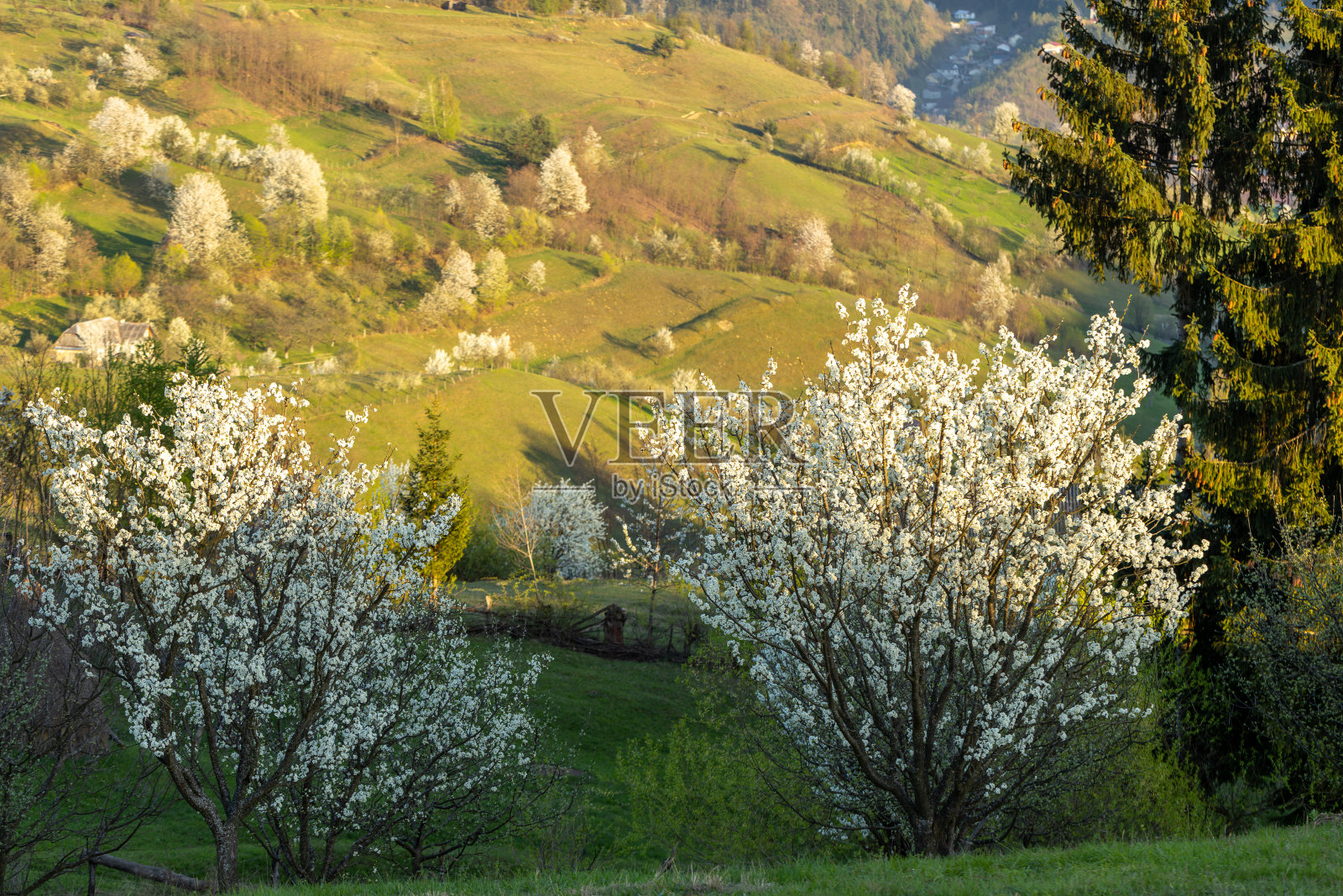 盛开的树木照片摄影图片
