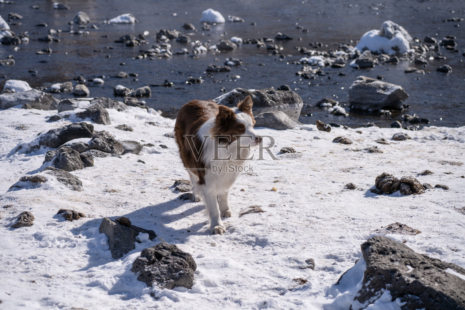 冬天，边境牧羊犬在雪地上行走照片摄影图片