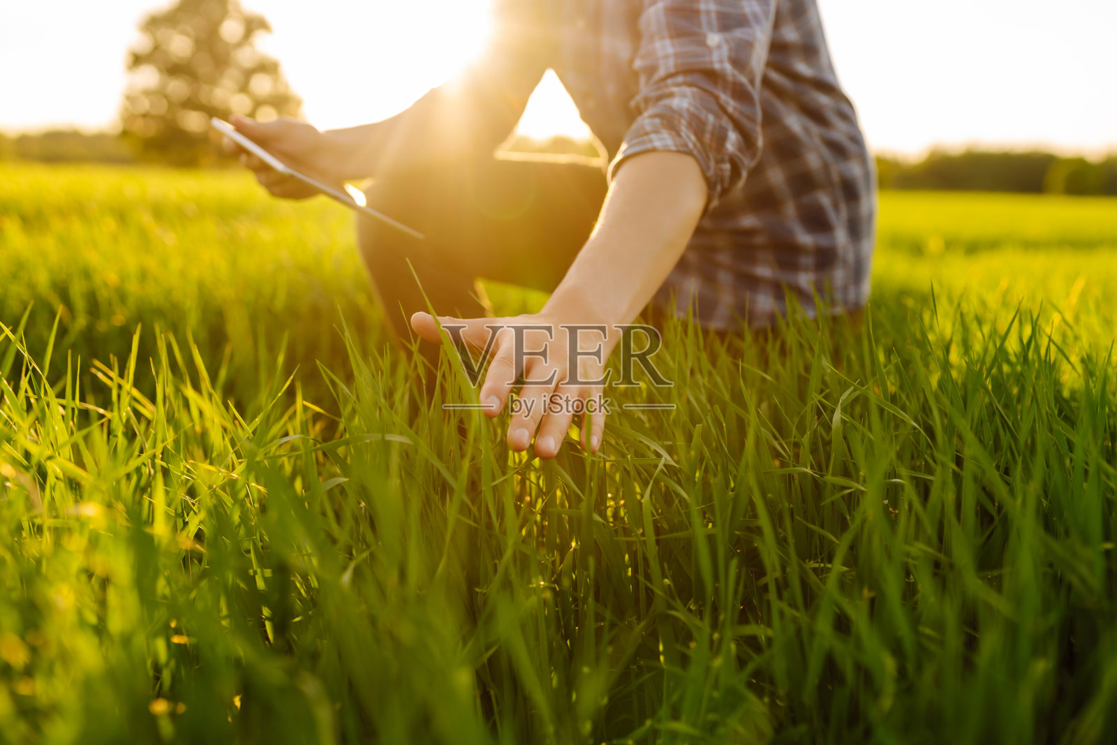 检查绿小麦芽的生长情况。照片摄影图片