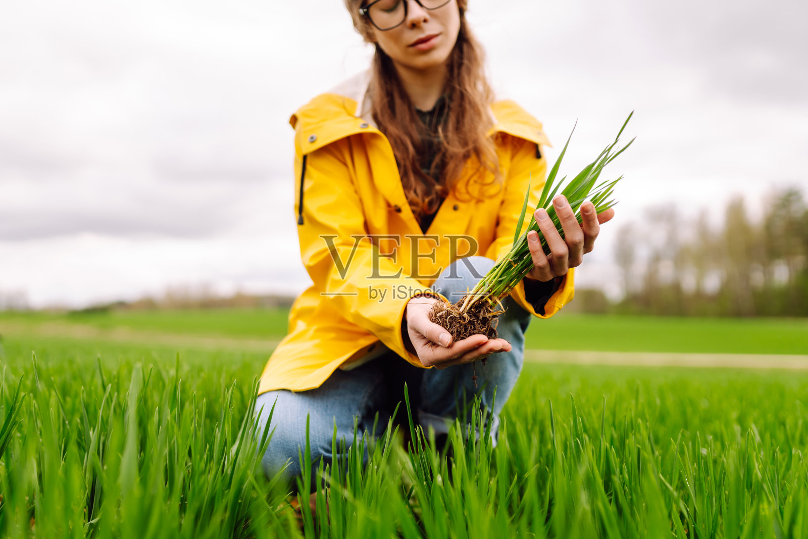 农妇拿着绿色的小麦芽，检查生长情况。照片摄影图片