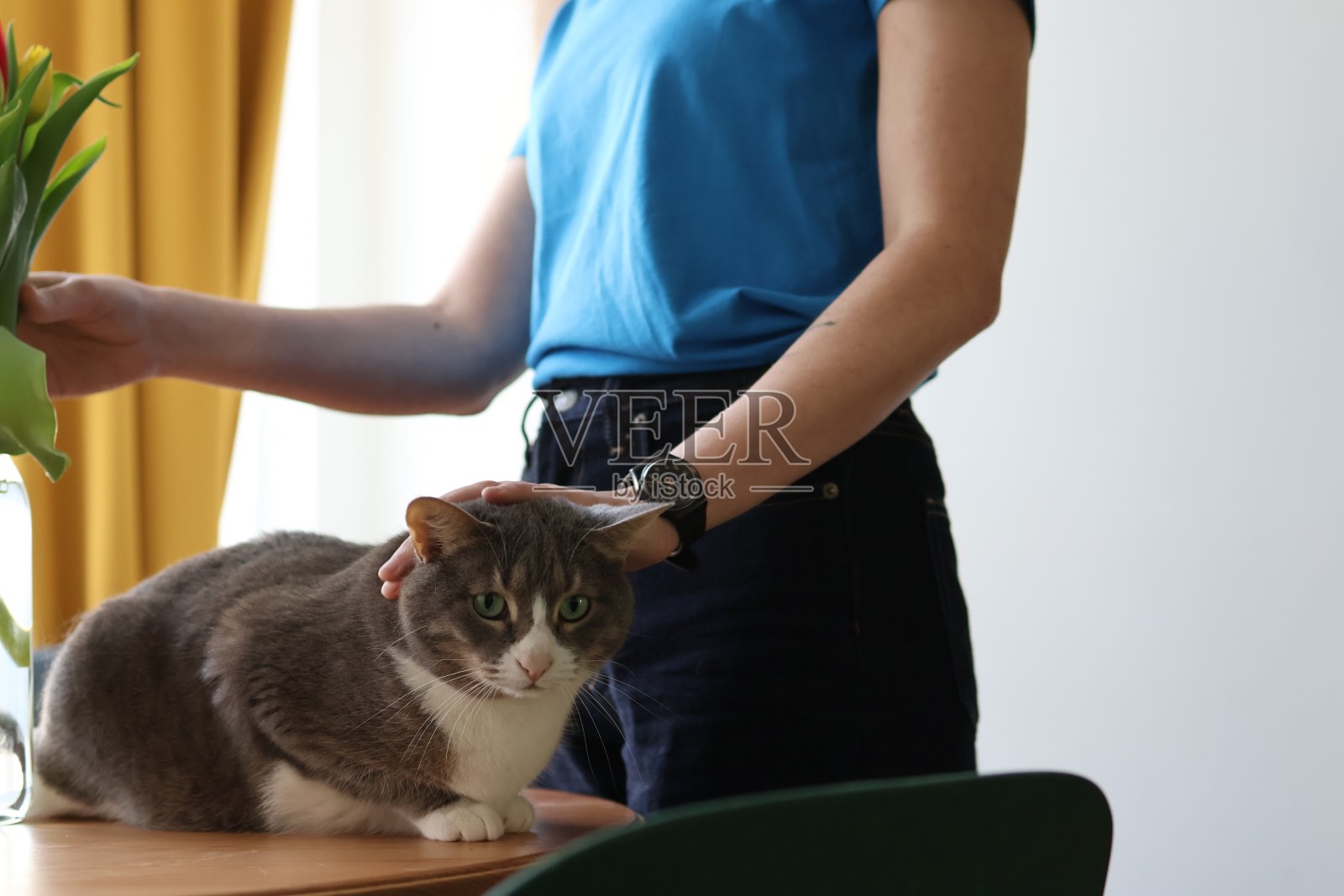 一个女人的手抚摸着坐在一束郁金香旁的一只灰猫。照片摄影图片